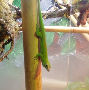 gecko